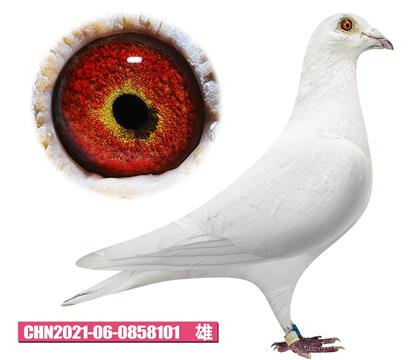 ��˹��-��Ӱ��ʿ101