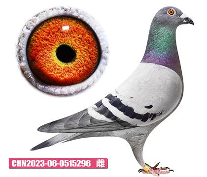 �Ǳ�-��������296