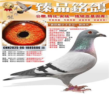 �����˹����913�š���������鵴����487�š� ������С��