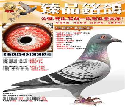 ��ľ�Ǻš��������ľ�Ǻš�ֱ��Ů ������ƥ����ŵ�ס����� ��