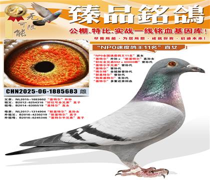 ��NP0ȫ���ٶȸ���11����ֱŮ �����ض�����������»��ض�