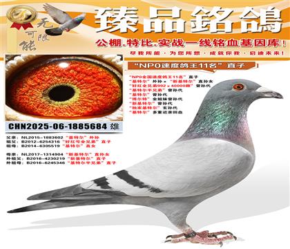 ��NP0ȫ���ٶȸ���11����ֱ�� �����ض�����������»��ض�