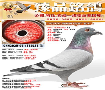 ��SSG/1J�ٶȸ���8����ֱ�� ��³�ϡ�����ֱ��������ʡ�