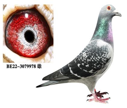 ������ƥ�˺�˹����Ѫ��