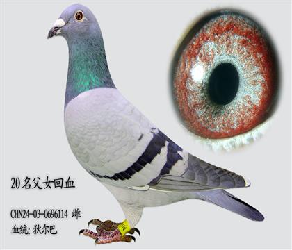 �Ҷ���20����Ѫ