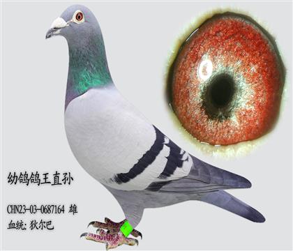 �Ҷ����׸����ֱ��