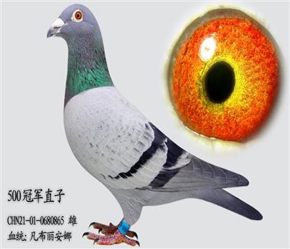 ����������500�ھ�ֱ��