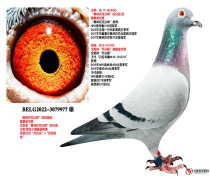 �����ϲ���������ƥ�˺�˹����Ѫ��