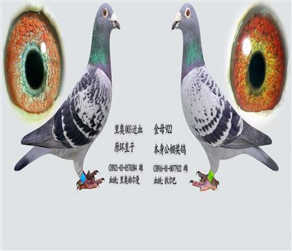 �����003 X �ϵҶ��ʹƣ�������  ��������