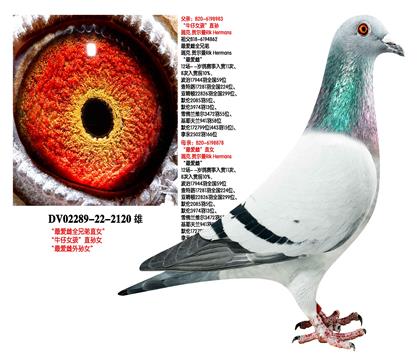 �Ǳ�Ѫͳ  ��������˹ԭ��