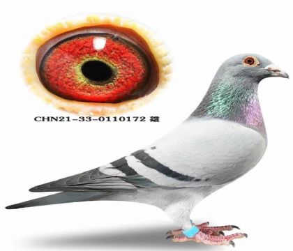 ��˹��.�����߶�����098ֱ��XֱŮ���׻�Ѫ