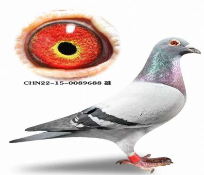 ���������ѡ�����ǲ��ˡ����ض���ֱ��X�����ض���ֱŮ