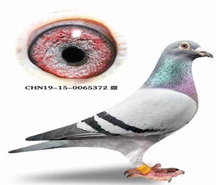 ��˹�٣������߶�����240�߱��ֻ�Ѫ