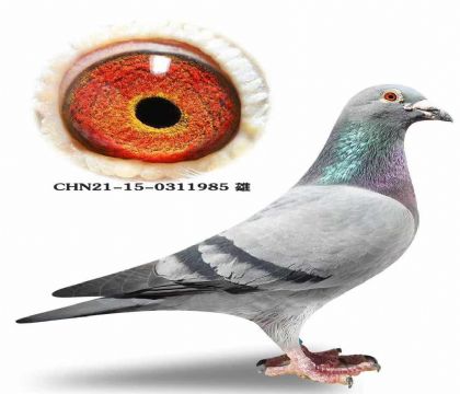 ���ٱ�Ѫ���Ǳȳ�������ŷֱ��X������ֱŮ����