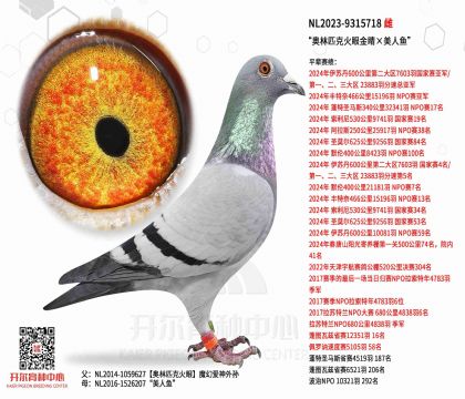 3ĸ��NL2023-9315718ͼ