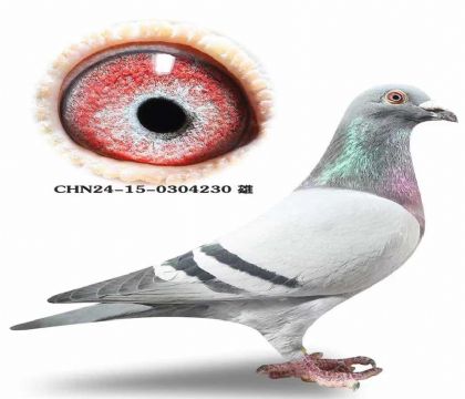 �ƹ������ѡ�����ǲ��ˡ����ض���ֱ��X�����ض���ֱŮ