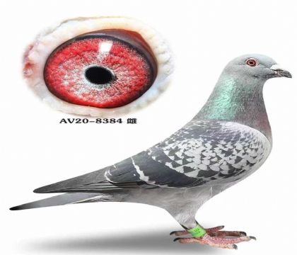 ̨��֣������˹�ϡ�������