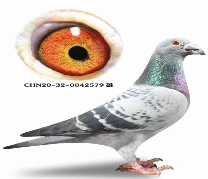 ���º،���˹�������ֱ��X�������ֱŮ