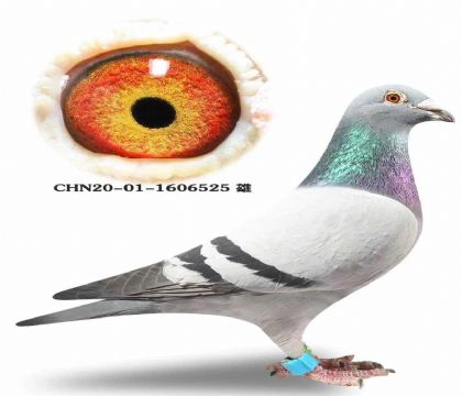 ɽ����԰�������216��