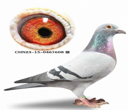 ��˹��.�����߶�����698ֱ��X698ֱŮ