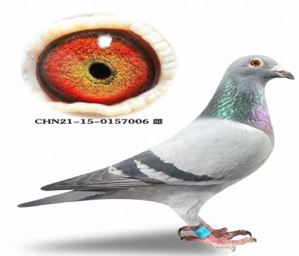 ���ٱ�Ѫ���Ǳȳ�������ŷֱ��X������ֱŮ����