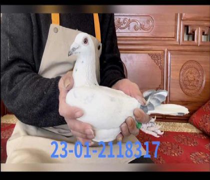 ��˹����8317