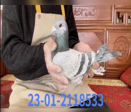 ���ǲ���8533