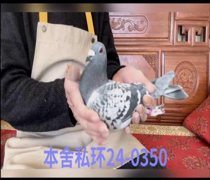 ʷ�ٷ���������0350