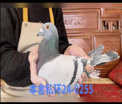 �Ͽ˷��ǲ���0255