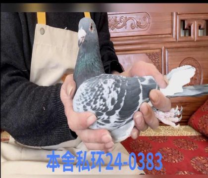 ���ֿ�˹0383