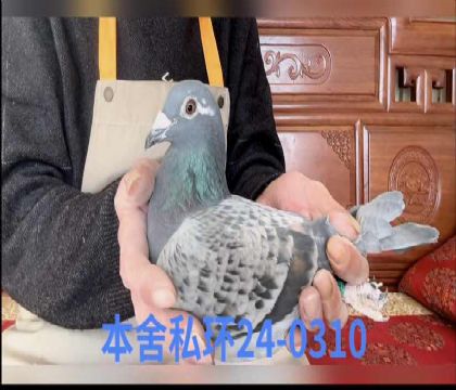 ��˹����0310