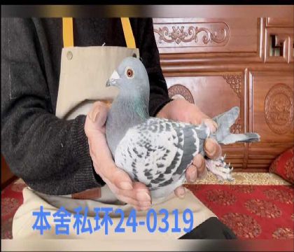 ��ŵ�����0319