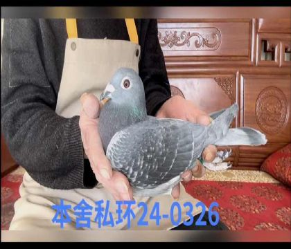 ��˹����0326