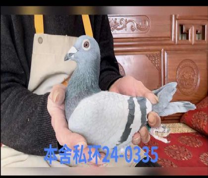 �Ͽ˷��ǲ���0335