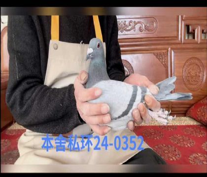 �Ͽ˷��ǲ���0352