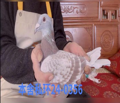 ���ǲ��˺�ߴ�0356