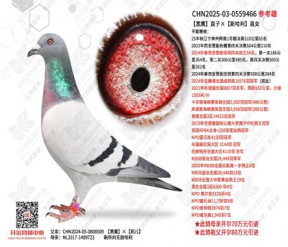 ��ӥֱ�ӡ��¹���ֱŮ