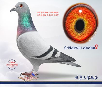 11.���ҽ�Ѫc.2002900