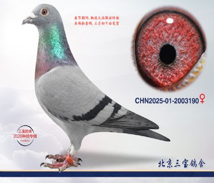 10.����С�ӽ�Ѫ.2003190