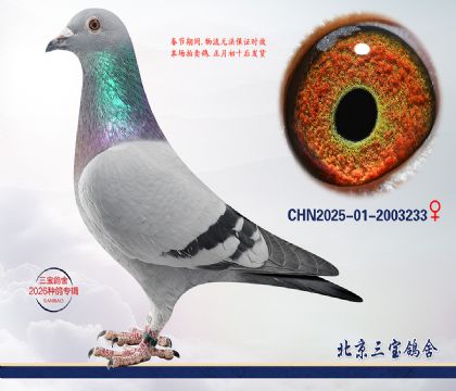 13.����С�ӽ�Ѫ.2003233