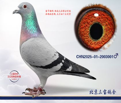 6.����С�ӽ�Ѫ.2003001