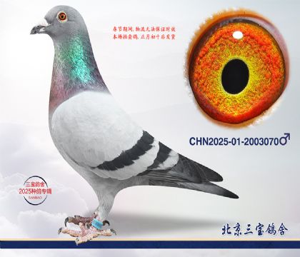 11.����С�ӽ�Ѫc.2003070