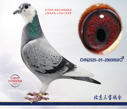 13.����Ѫϵ.2003050