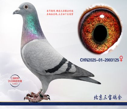 15.����С�ӽ�Ѫ.2003125