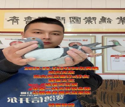 本舍一线天花板血脉!所向无敌百万雄狮直子