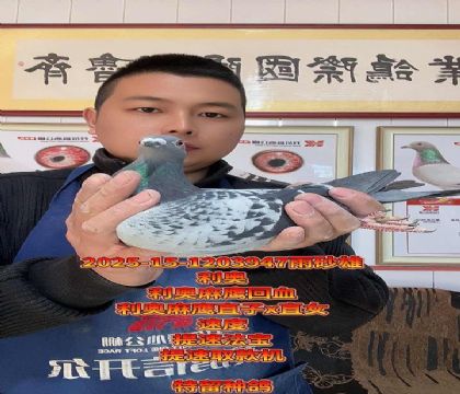 提速法宝!利奥麻鹰直子x直女回血种雄