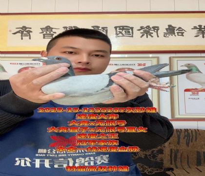 冠军家族!大奔直子x无限号!高级种雄