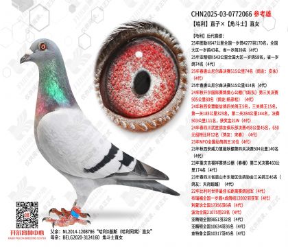 ����ֱ�ӡ��Ƕ�ʿֱŮ