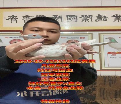 冠军家族!凡登布克好红号回血金母