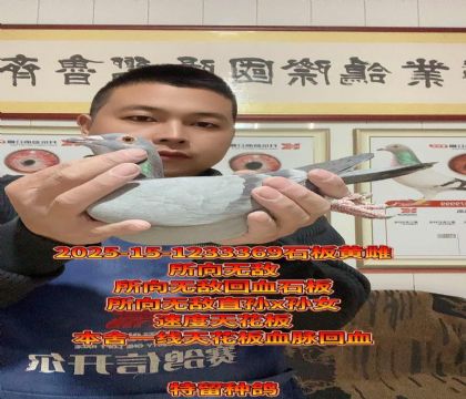 天花板所向无敌!所向无敌回血石板母